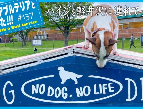 ［ブルテリア］Miniature Bull Terrier  軽井沢でショッピングしない、すごしかた How to spend time in Karuizawa without shopping.