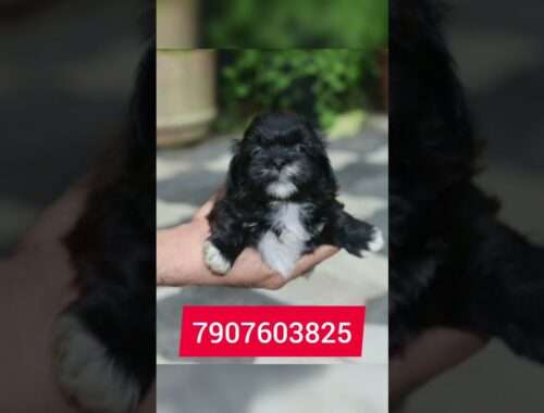 Lhasa Apso Top Quality Puppies Low Rate || Very Urgent sale Cutest Lhasa Apsopuppies #shorts