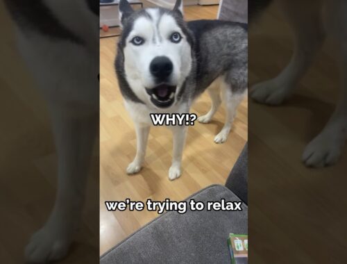 dog gets angry at owner for wanting to relax #shorts