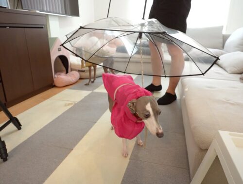 雨の日も散歩に行けるように犬用の傘を買った結果www