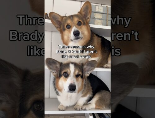 Here’s Why My Corgis Are Different From Most Corgis #corgi #dog