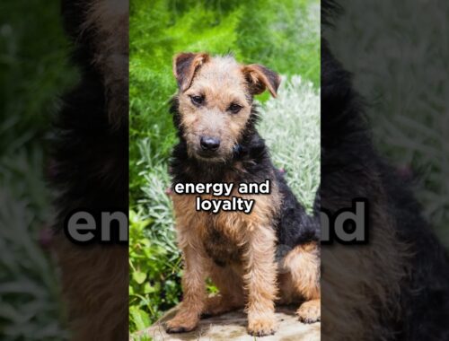 The small and sturdy Lakeland Terrier #terrier #dogs