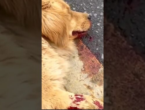 Poor Dog Was Hit In The Highway When A Kind-hearted Couple Saw Him And Rescued Him!