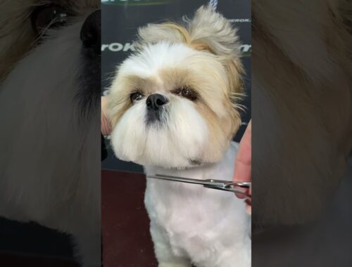 Calm and Dignified | Shih Tzu Grooming Transformation | Shorts