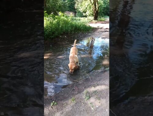 Labrador Retriever in puddle #dog #fun