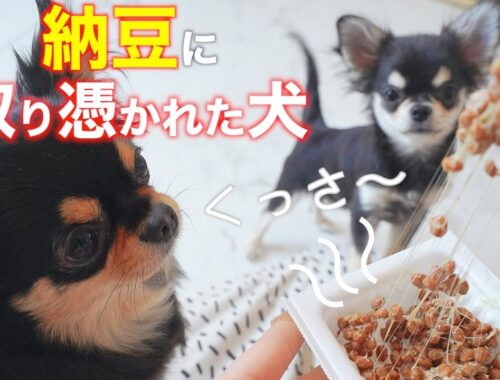生まれて初めて納豆を食べた犬の反応【チワワ・犬ごはん・多頭飼い】