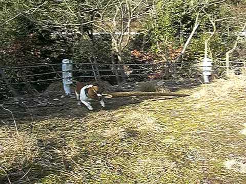 Staffordshire Bull Terrier / スタッフォードシャーブルテリア