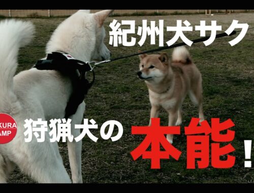 【犬と暮らす】紀州犬サクラ・はじめてのドッグラン