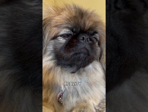 The truth… not every day is a good hair day! #dog #pekingese #dogs #pets #cutedog #doglover
