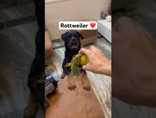 Rottweiler training | dog training #reviewreloaded #rottweiler #shorts #dogtraining