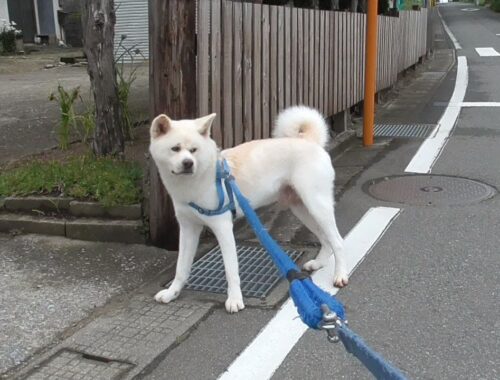 【秋田犬ゆうき】お散歩コースを開拓したいとさりげなくアピールしたけど飼い主に却下される【akita dog】