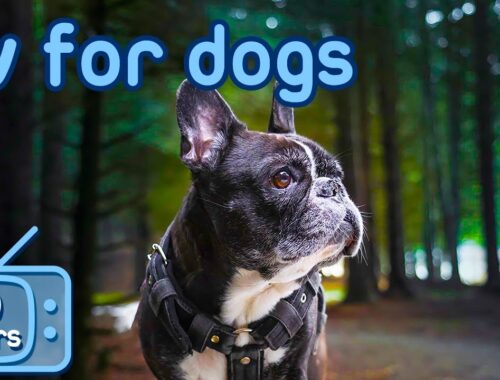 Virtual TV for Dogs! Fun Videos for Your Dog to Prevent Boredom + ASMR Music!