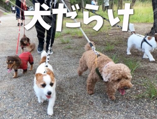 犬5匹で日本三景天橋立をお散歩したらジャックの体力の凄さを実感しました/ジャックラッセルテリア/ダックスフンド/トイプードル