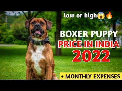 Boxer Price in india 2022😱 /Boxer puppy price