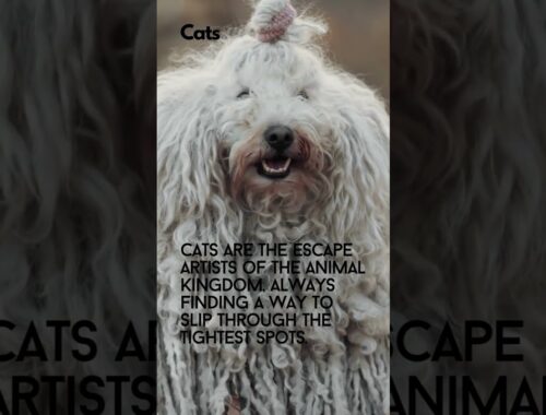Funny facts about the dogs and cats! Hairy dog is watching you