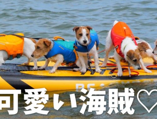 愛犬とSUP!?琵琶湖で関西ジャック達と夏休みを満喫（大騒ぎ）しました/ジャックラッセルテリア