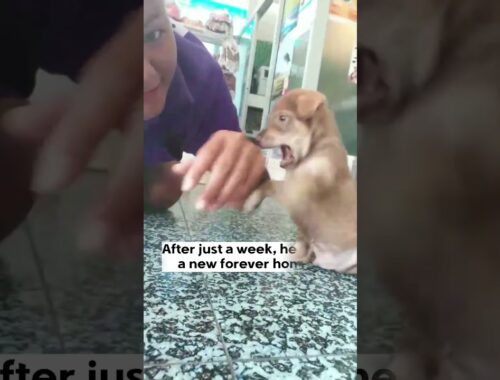40 days old puppy found crying in the forest - He suffered from dog-bite