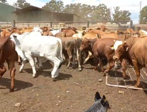 Australian cattle dog moving cattle