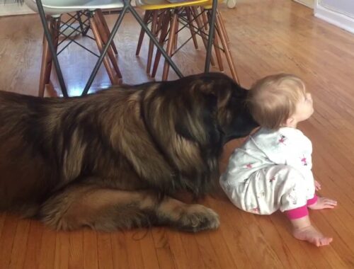 Baby vs Leonberger | Leonberger playing with a baby
