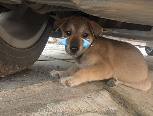 Rescue abandoned Puppy Doesn't Dare Cry, Worried That New Owner Won't Take Him In