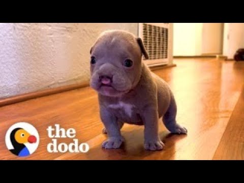 Tiny Cleftie Puppy Pounces On His Pittie Brothers | The Dodo