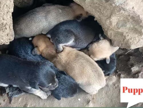 Adorable Puppies Discovered in Enchanting Cave: Heartwarming Video