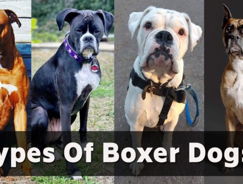 Boxer dog types |  7 types of boxer dogs & Their Differences - Boxer dog colors - Boxer types