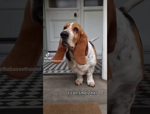 basset hound joy at sister coming home from university