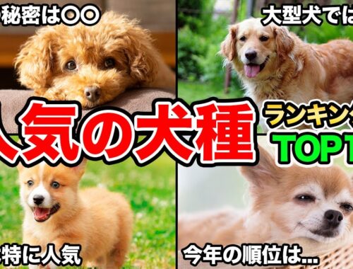 【2023年最新版】人気の犬種ランキングTop15