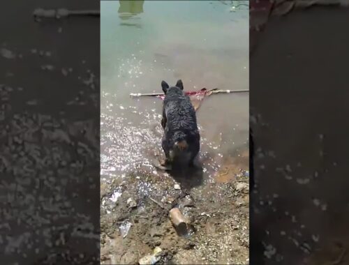 Patriotic Dog Rescues American Flag From Water