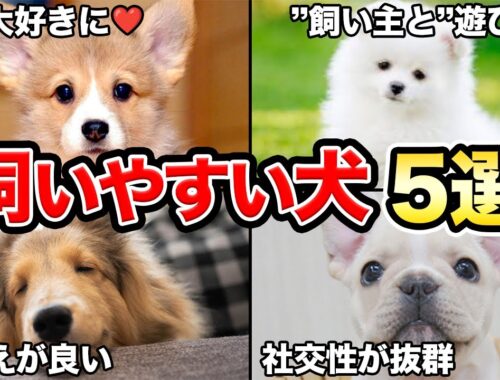 【中型犬編】トレーナーが教える！飼いやすい犬5選！！