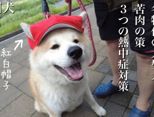 秋田犬ともぐら家族　はる、冬特化の大型犬、苦肉の３つの熱中症対策