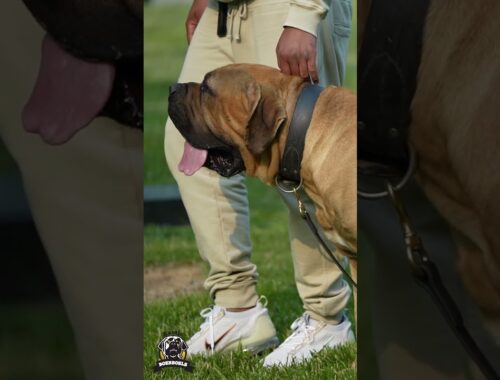 A Perfectly Balanced Boerboel Protector #shorts #boerboels #protectiondog