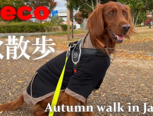秋散歩（peco　Autumn walk in Japan）　アイリッシュセター（アイリッシュセッター） Irish Setor（Irish Setter）