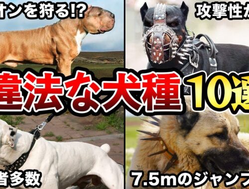 【飼ってはいけない】飼育が禁止されている違法な犬種10選