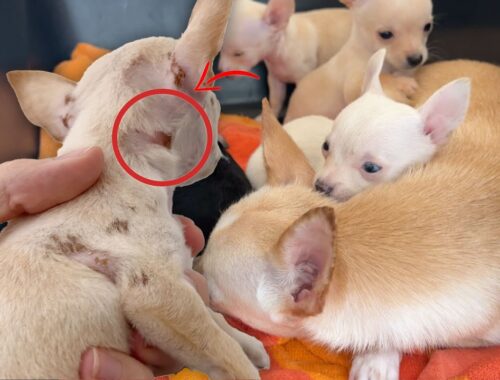 Puppies Struggle to Recover After Pet Hoarder Rescue...