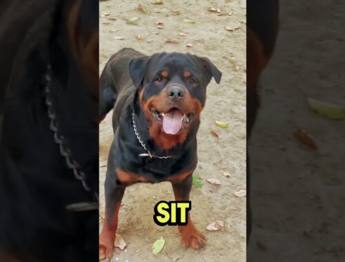 Out female Rottweiler is the territorial goon . #shorts  #rottweiler  #namitaology
