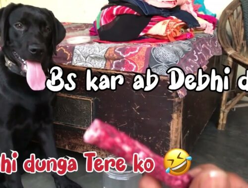 Cute Puppy dog lovers |dog funny videos | dogs Lebra ki kahani | #doglover #viral #dog