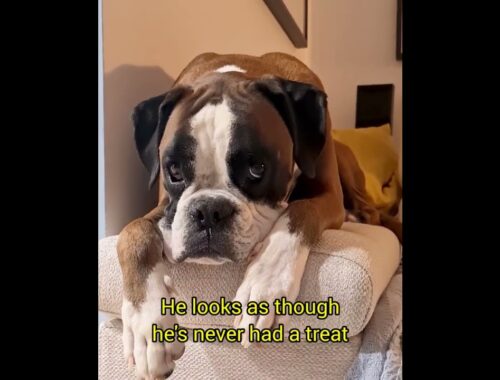 The boxer dog sad face