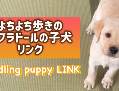 よちよち歩きのラブラドールの子犬 “Toddling Labrador puppy LINK”