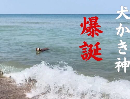 ドッグビーチではしゃぎ散らかす愛犬に事件発生｜オーストラリアンシェパード｜アメリカ