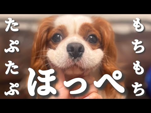 【キャバリア】キャバリア犬のもちもちたぷたぷほっぺをただただ堪能するだけの動画