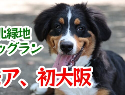 モア、犬生初の大阪に上陸！　バーニーズ・マウンテン・ドッグの仔犬