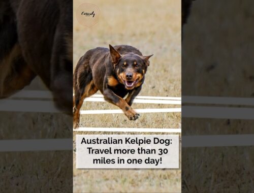 Australian Kelpie Dog: Travels more than 30 miles in one day!