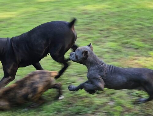 Intense Cane Corso Pack Dynamics : Puppies learning manners