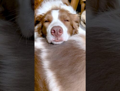 弟になった大好きな子犬を枕にして寝る先住犬が凄い幸せそうで尊い・・・♡  #shorts
