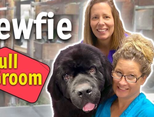 GROOMING a NewFoundland DOG step by step LESSON