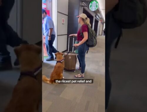 Where does a Service Dog go to the bathroom at the airport?