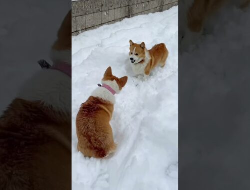 【コーギー子犬】雪遊びを一緒にしたかっただけなのに本気で怒られる子犬【コーギー犬】【コーギー喧嘩】