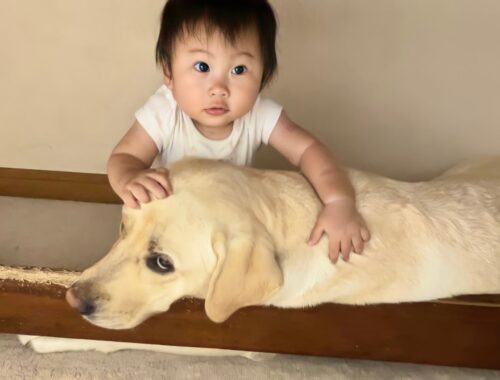 犬用ケージが大好きな11ヶ月児とラブラドールレトリーバー